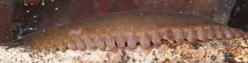 Media type: image; Invertebrate Zoology 131441